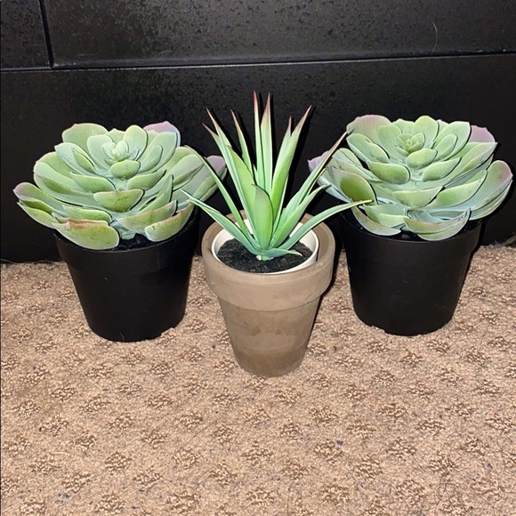 Fake succulents